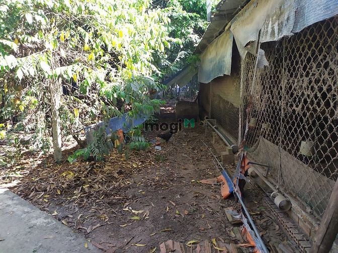 Hình ảnh Đất vườn Củ Chi hơn 6000m2 cho thuê – 5 triệu/tháng