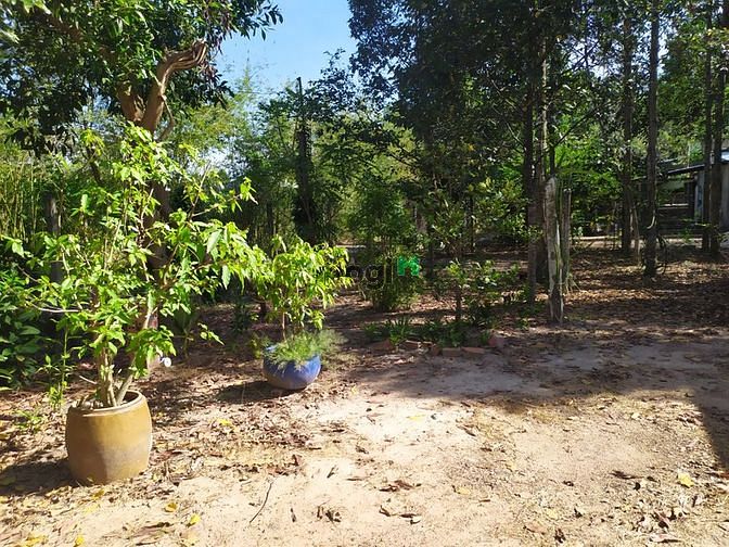 Hình ảnh Đất vườn Củ Chi hơn 6000m2 cho thuê – 5 triệu/tháng