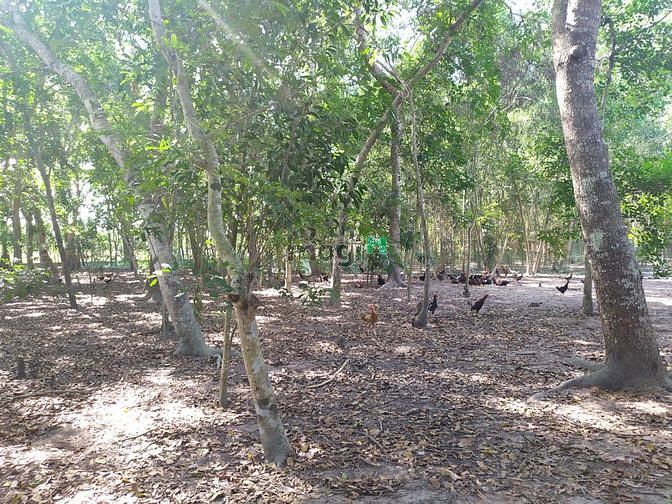 Hình ảnh Đất vườn Củ Chi hơn 6000m2 cho thuê – 5 triệu/tháng