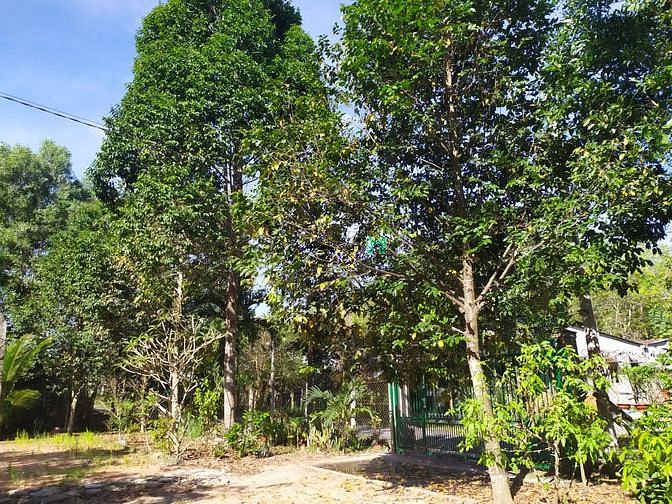 Hình ảnh Đất vườn Củ Chi hơn 6000m2 cho thuê – 5 triệu/tháng