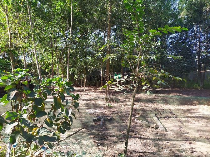 Hình ảnh Đất vườn Củ Chi hơn 6000m2 cho thuê – 5 triệu/tháng