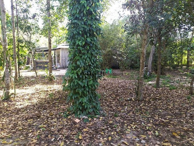 Hình ảnh Đất vườn Củ Chi hơn 6000m2 cho thuê – 5 triệu/tháng