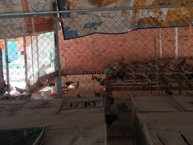 Hình ảnh Đất vườn Củ Chi hơn 6000m2 cho thuê – 5 triệu/tháng