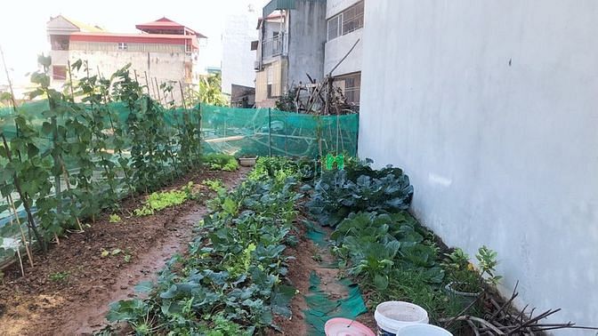 Hình ảnh Cần bán gấp mảnh đất 42m2 đường ô tô tránh nằm tại xóm 4 xã Đông Dư