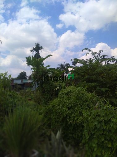 Hình ảnh Cho thuê đất Mb6666 game giải trí miễn phí 1200m (30x40 có thể hơn)