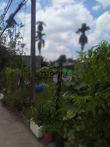 Hình ảnh Cho thuê đất Mb6666 game giải trí miễn phí 1200m (30x40 có thể hơn)