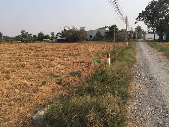 Hình ảnh 1000m đất lúa cách đường liên xã