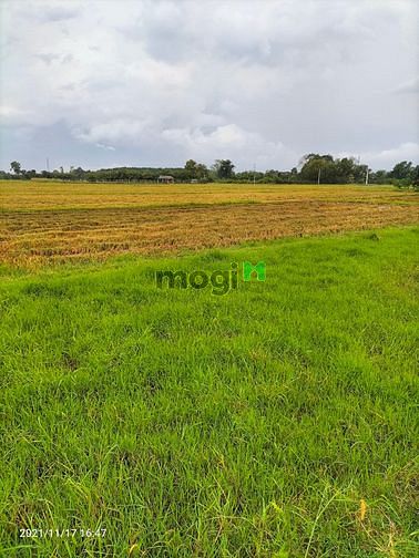 Hình ảnh Bán đất 2 mặt tiền 1 xẹc tỉnh lộ 7 - 14.000m2 quy hoạch kdc