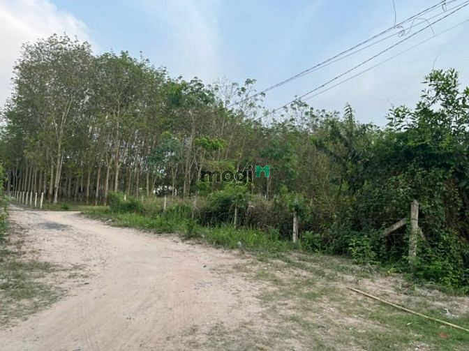 Hình ảnh Chính chủ nên cần bán đất vườn củ chi