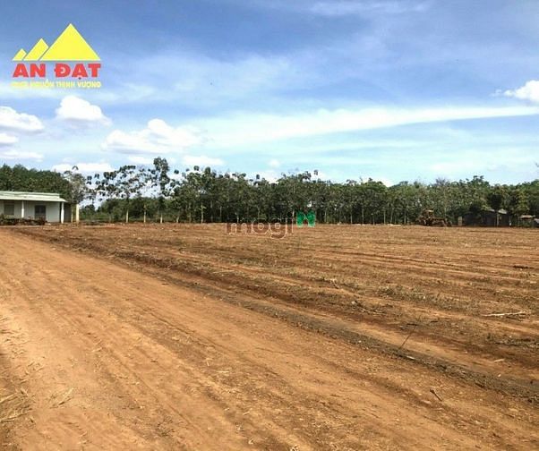 Hình ảnh Đất sào 1000m2 Giá rẻ sổ sẵn  Lộc Ninh Bình Phước
