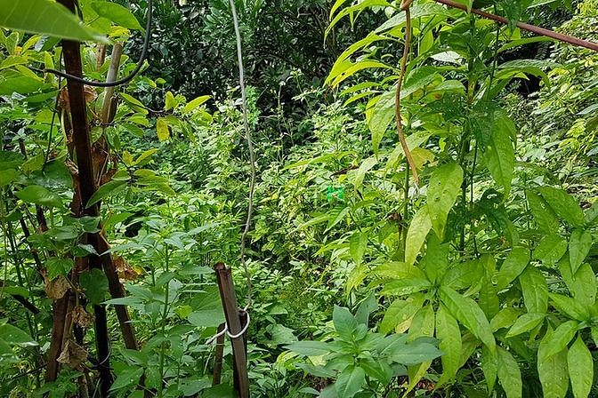 Hình ảnh Bán nhà sân vườn nhìn hồ tại Bắc Giang