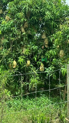 Hình ảnh Đất Định Quán - Đồng Nai , bao các phí giấy tờ