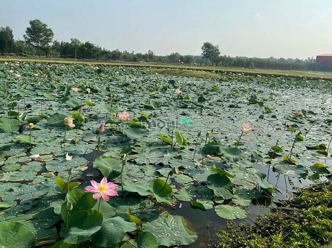 Hình ảnh Đất nền KDC Đức Hòa Đông, Long An