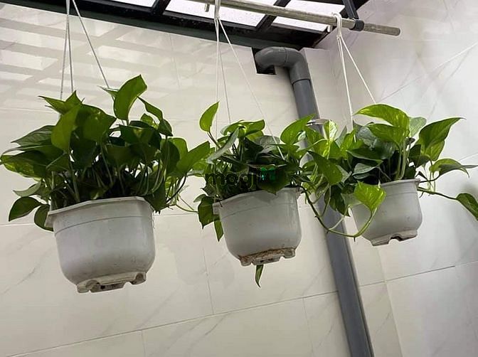 Hình ảnh Lê Hoàng Phái HXT 6M 1 Trục 3PN 62M2 5.95 Tỷ
