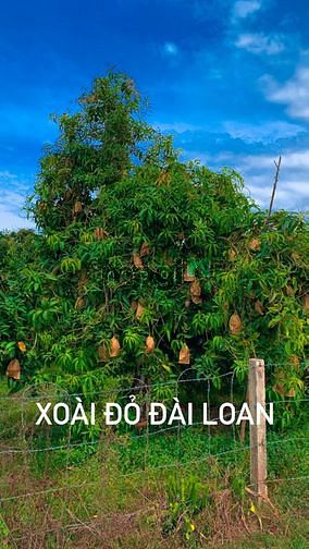 Hình ảnh Đất Gia Canh Định quán , Đồng Nai