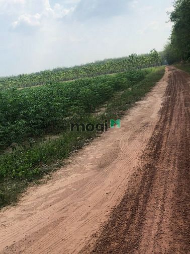 Hình ảnh bán đất xã Minh Thạnh , huyện Dầu Tiếng , tỉnh Bình Dương