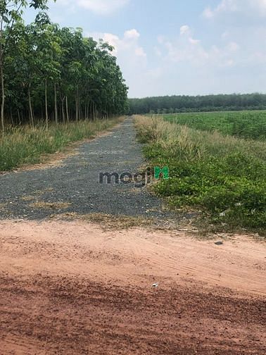 Hình ảnh bán đất xã Minh Thạnh , huyện Dầu Tiếng , tỉnh Bình Dương