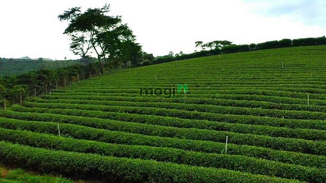 Hình ảnh đất nền dự án kiwuki village 2 gần TTHC bảo lộc