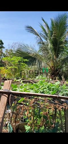 Hình ảnh Cần Bán lô đất đường Võ Thị Thừa, P. An Phú Đông, Q12