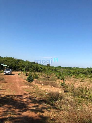 Hình ảnh Đất sào 1050m2 Lộc Ninh, Bình Phước sổ sẵn
