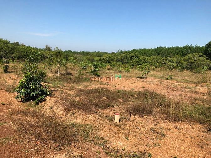 Hình ảnh Đất sào 1050m2 Lộc Ninh, Bình Phước sổ sẵn