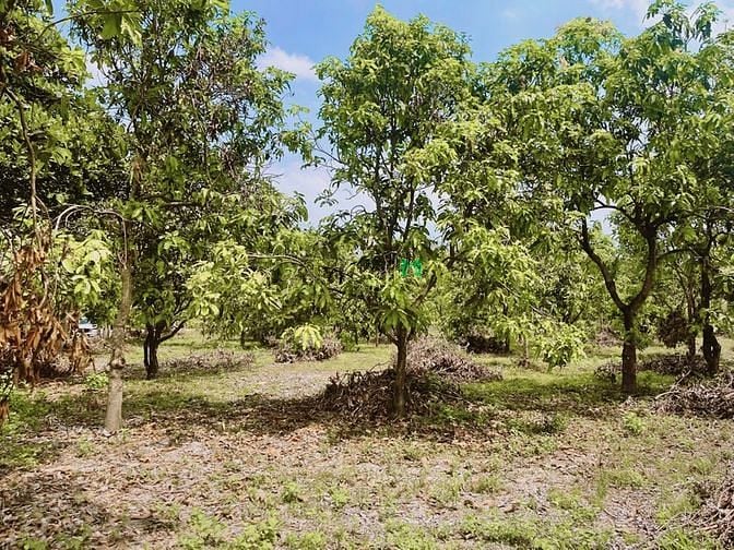 Hình ảnh Bán gấp lô đất vườn xoài thái và bưởi