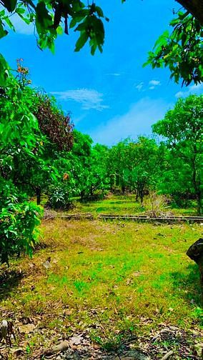 Hình ảnh Đất vườn xoài Ngọc Định 1 sào rưỡi