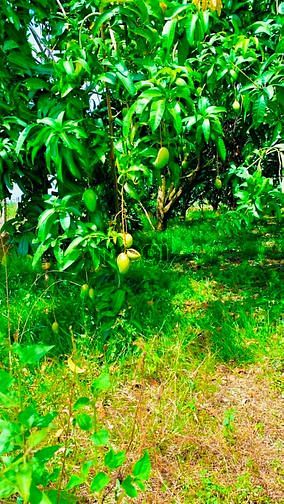 Hình ảnh Đất vườn xoài Ngọc Định 1 sào rưỡi