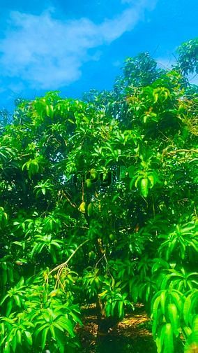 Hình ảnh Đất vườn xoài Ngọc Định 1 sào rưỡi