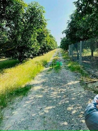 Hình ảnh Anh 2 của e cần bán gấp 1000m2(20x50m) Phú Ngọc, Định Quán.