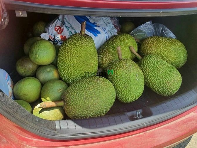 Hình ảnh Cần bán 2 lô vườn mít, sầu bưởi giá chỉ 655 triệu/sào