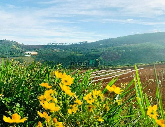 Hình ảnh Bán đất Nam Hà, Lâm Đồng gần TT Đà Lạt giá rẻ