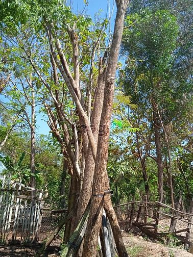 Hình ảnh cho thuê đất trống làm kho, xưởng văn phòng giá tốt