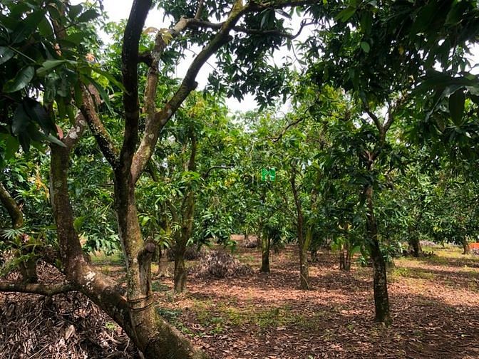 Hình ảnh Đất vườn xoài Bằng Lăng gần Hồ Trị An