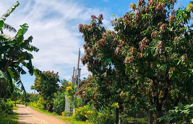 Hình ảnh Đất vườn xoài Bằng Lăng gần Hồ Trị An