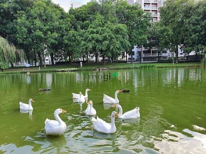 Hình ảnh Cho thuê Trang Chủ MB66.COM / Đăng Ký Tặng 66K khu mới Emerald Celadon City nội thất gần đủ