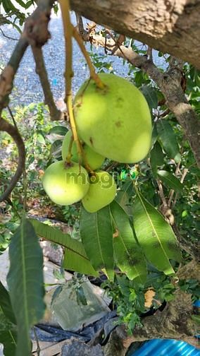 Hình ảnh Bán Đất Đường 10 M Xuân Thới Sơn 12 Hóc Môn.