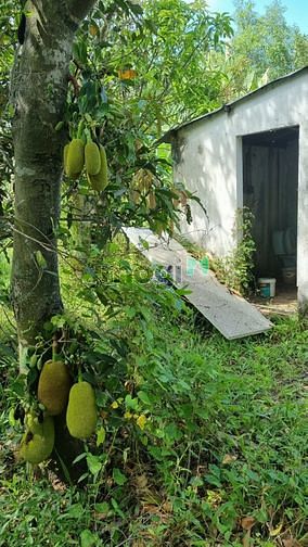 Hình ảnh Bán Đất Đường 10 M Xuân Thới Sơn 12 Hóc Môn.