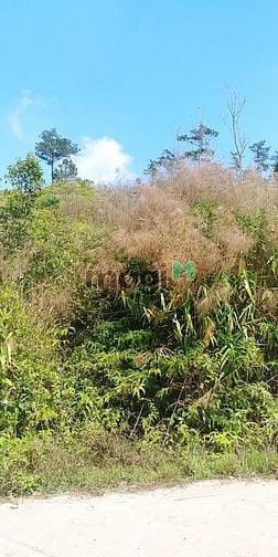 Hình ảnh Cần Bán Đất view thung lũng, Phường 7, 756m-10tr/m TP Đà Lạt