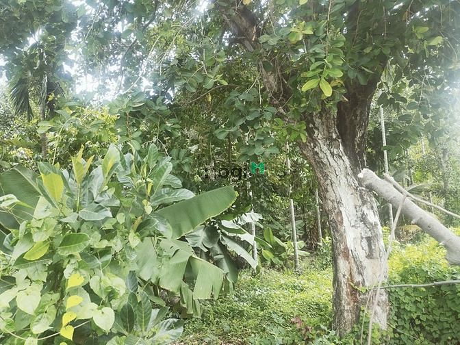 Hình ảnh Cho thuê 2100m đất đã có sẵn vườn cây ăn trái