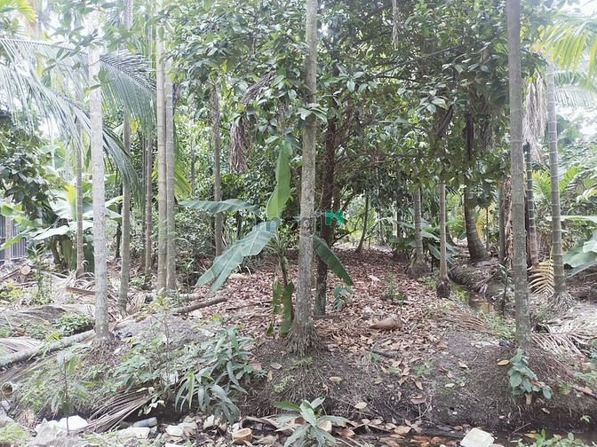 Hình ảnh Cho thuê 2100m đất đã có sẵn vườn cây ăn trái