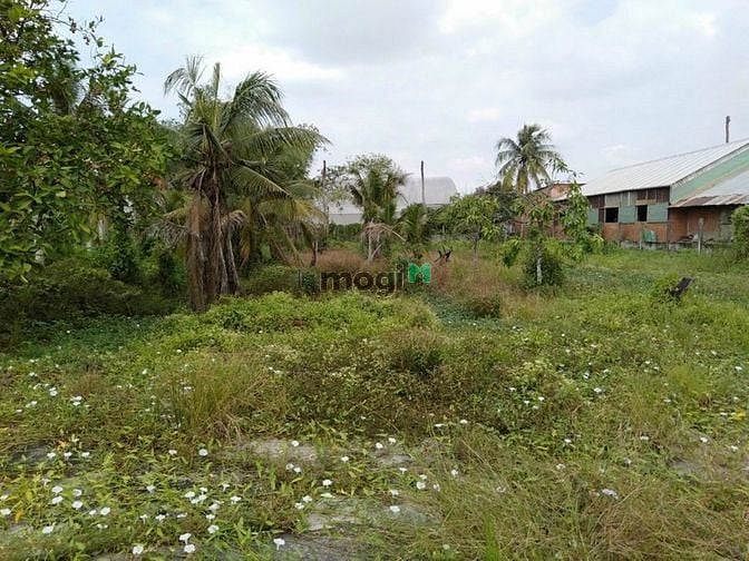 Hình ảnh Bán đất Bình Mỹ Củ Chi,33x55, 300m2 thổ ,8 tr/m2