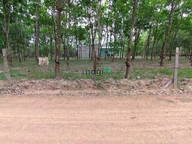 Hình ảnh Đất đẹp thổ cư 200m2 KCN Lộc Ninh Bình Phước