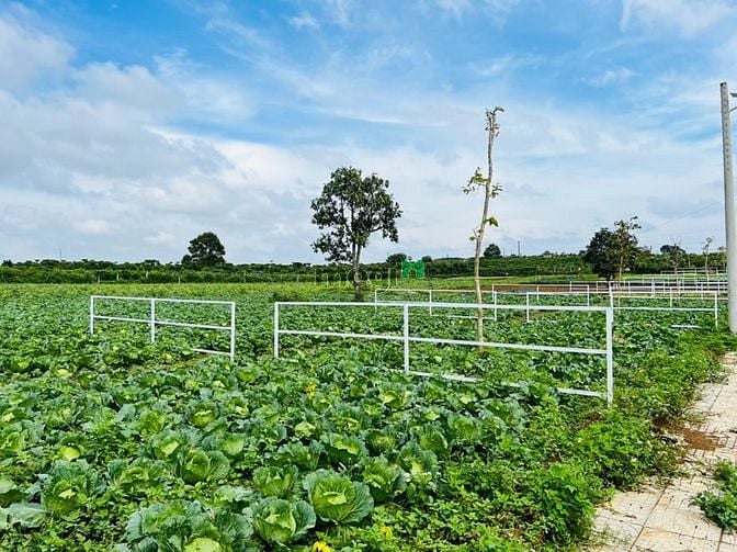 Hình ảnh Cần Bán Nền Kế Phường 2 Bảo Lộc. Giá 4.5tr/m2 Sổ Sẵn CC Ngay