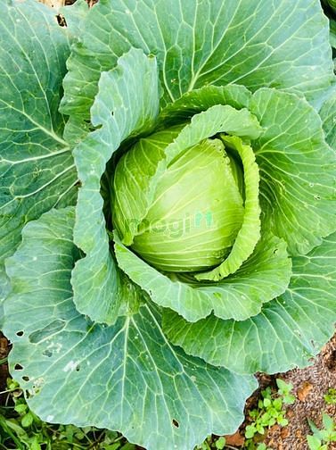 Hình ảnh Cần Bán Nền Kế Phường 2 Bảo Lộc. Giá 4.5tr/m2 Sổ Sẵn CC Ngay
