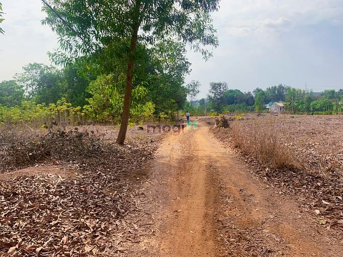 Hình ảnh Siêu Phẩm Bàu Cạn-Tân Hiệp 1005m2 Đất Hồng- Thổ Cư