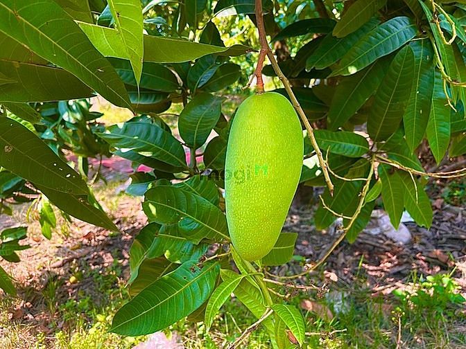 Hình ảnh Đất vườn xoài Bằng Lăng 2 mặt tiền xã La Ngà