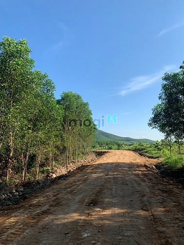 Hình ảnh Cung cấp bđs công nghiệp khu vực Ninh Hòa - Khánh Hòa