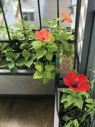 Hình ảnh Trống phòng penhouse siêu đỉnh quận trung tâm