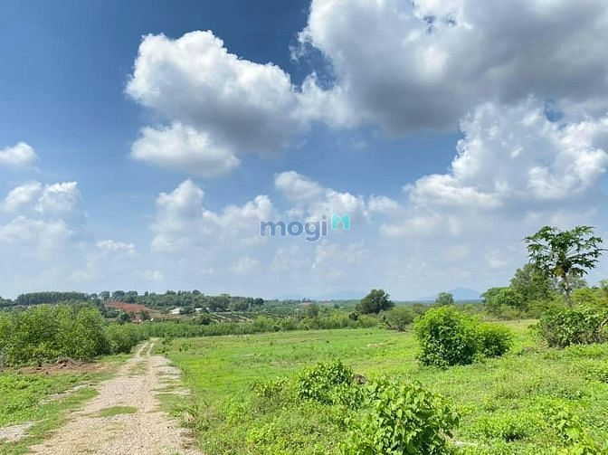 Hình ảnh cần bán 2 sào đất Phước Bình-Long Thành đất hồng có 100m2 thổ
